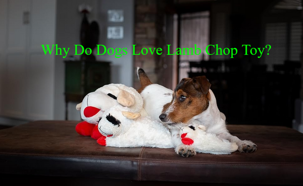 Why Do Dogs Love Lamb Chop Toy?