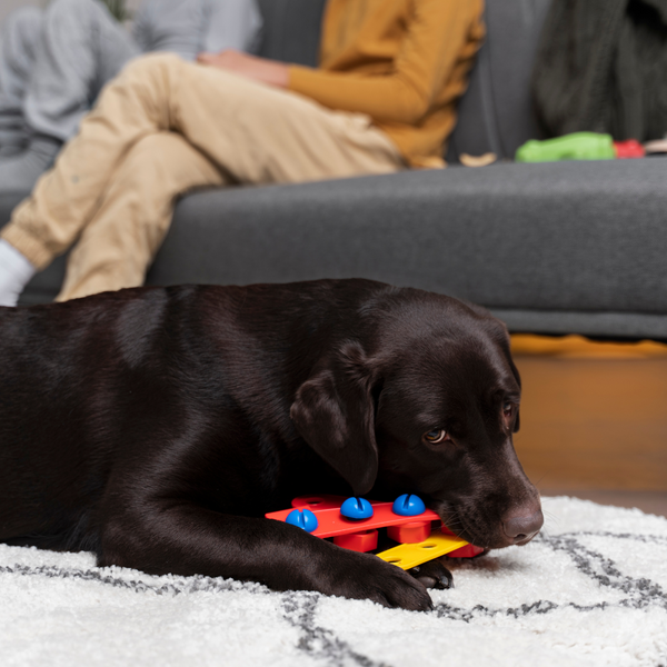 Why Does My Dog Push His Toys Against Me