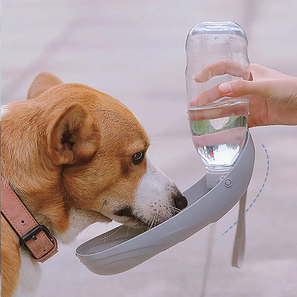 dog  Go Out Kettle Drinker